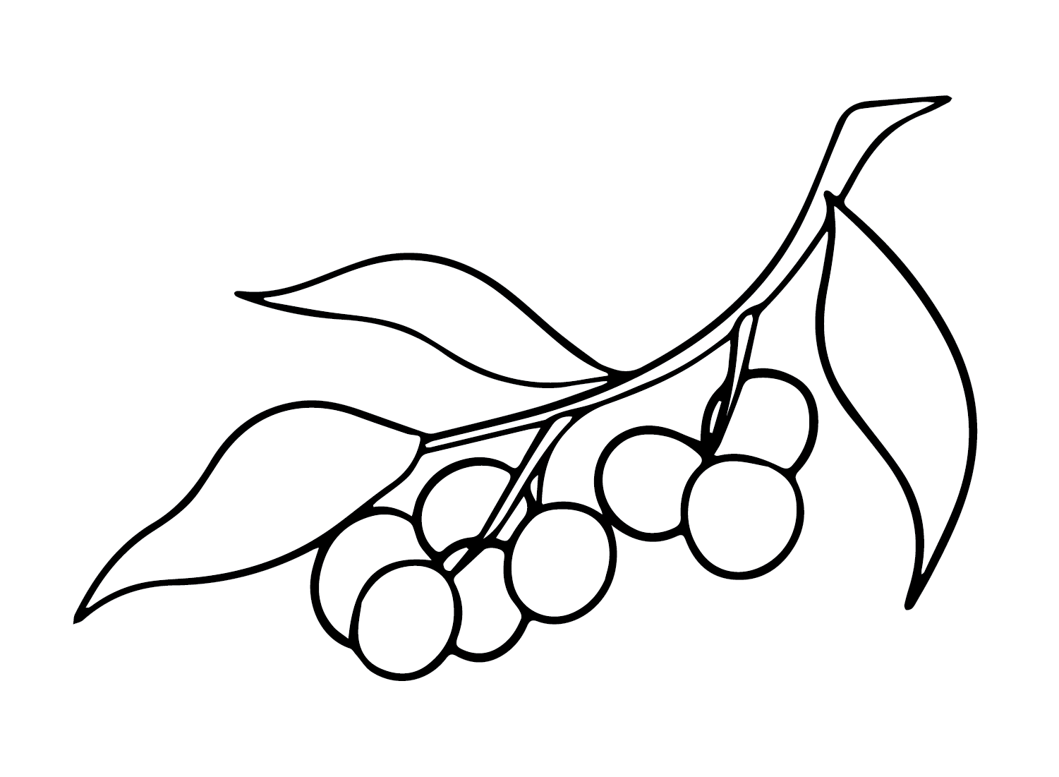 Longan coloring pages printable for free download