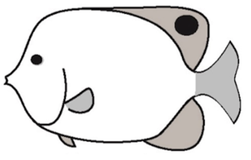 Caribbean fish identification flashcards