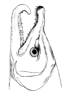 The project ebook of the descent of man and selection in relation to sex by charles darwin