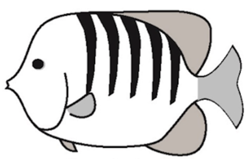 Caribbean fish identification flashcards