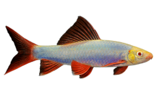 Freshwater aquarium sharks