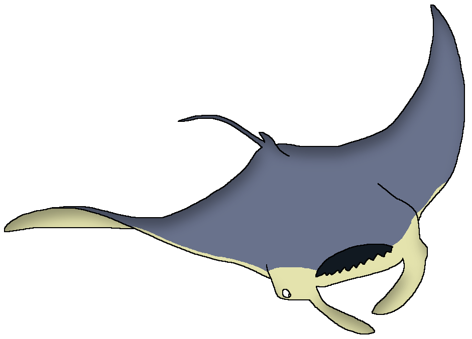 Giant oceanic manta ray wildlife animal pedia wiki