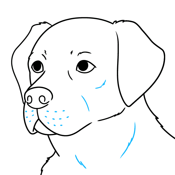 How to draw a labrador retriever head and face