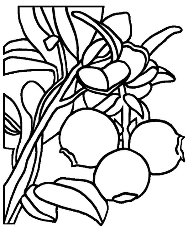 Berries vivid coloring page