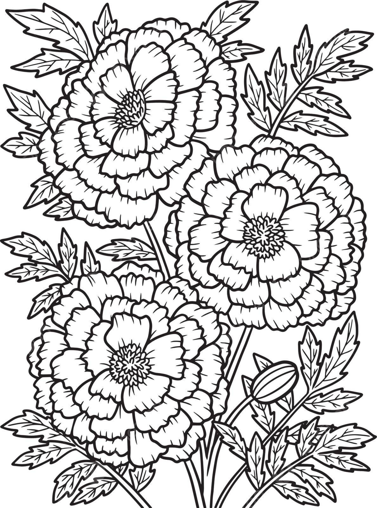 Marigold flower coloring page for adults illustration page vector vector flower drawing rat drawing ring drawing png and vector with transparent background for free download