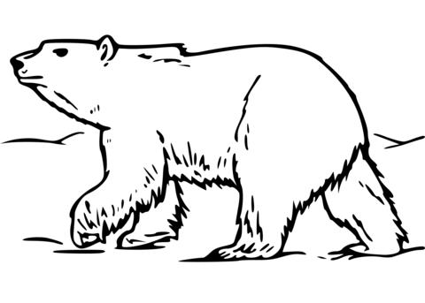 Polar bear walking in snow coloring page free printable coloring pages