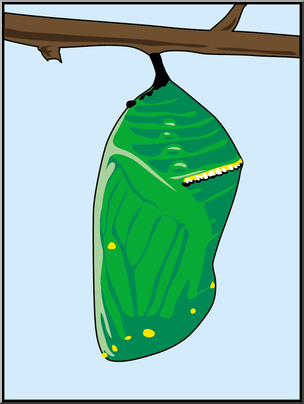 Clip art butterfly monarch chrysalis color i