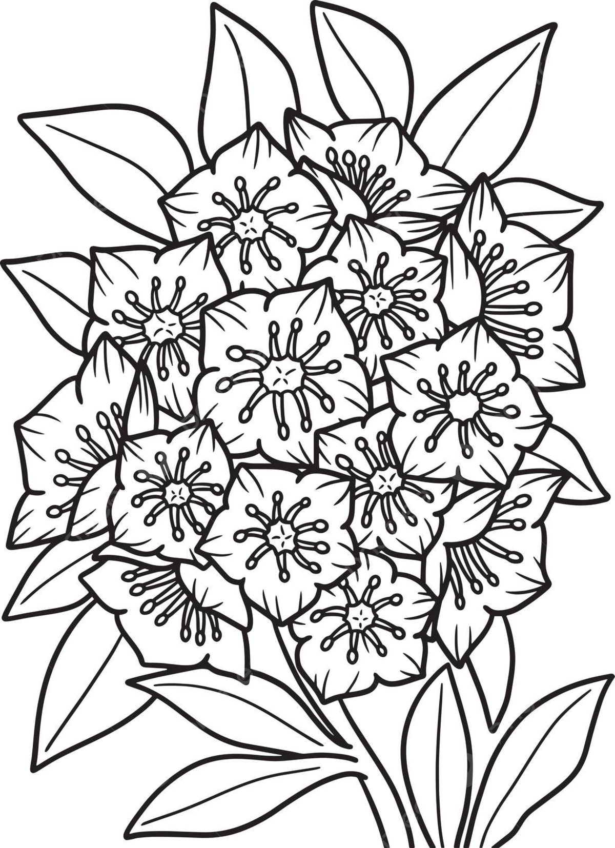 Colourful flower coloring page png transparent images free download vector files