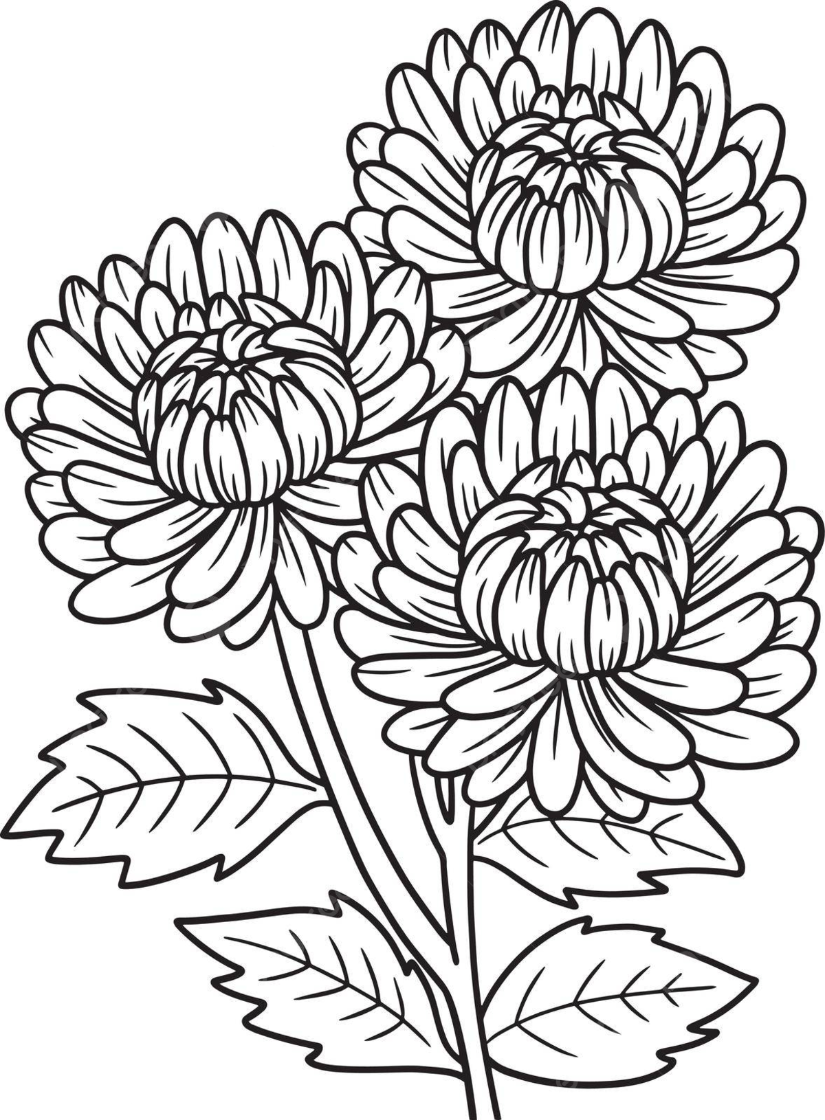 Colourful flower coloring page png transparent images free download vector files