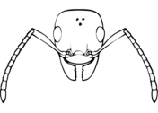 Dibujos de hormigas para colorear