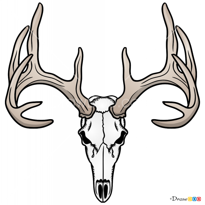 How to draw deer skull deer deer drawing deer skull art deer skull drawing
