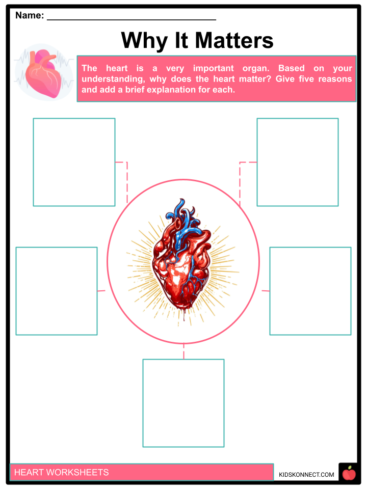Heart worksheets for kids anatomy function health download pdf