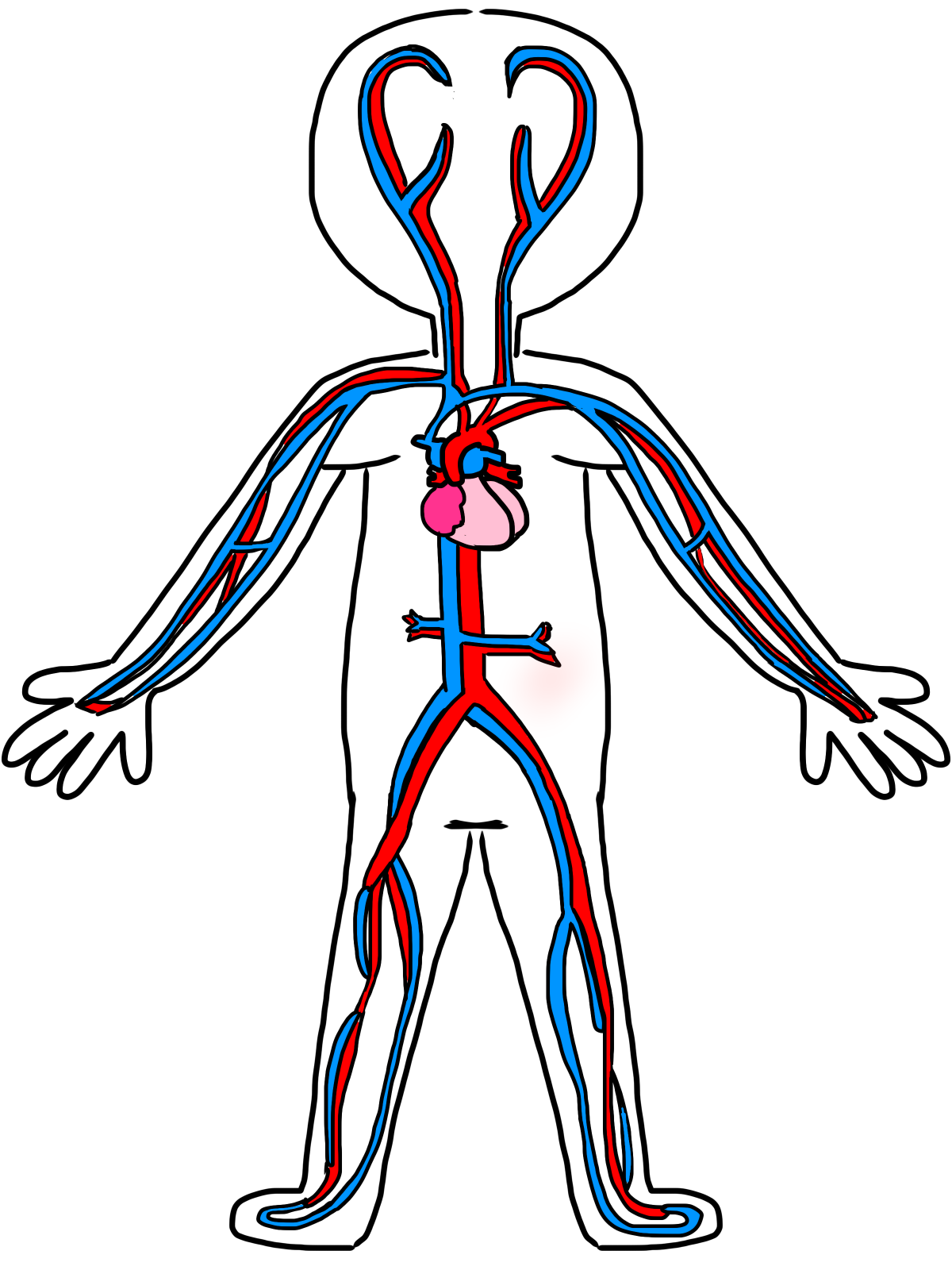 Circulatory system transparent png pic circulatory system circulatory system for kids human body systems