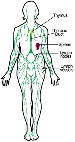 Anatomical principles of the circulatory system