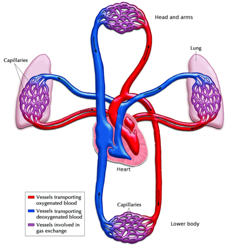Breathing circulatory and respiratory systems