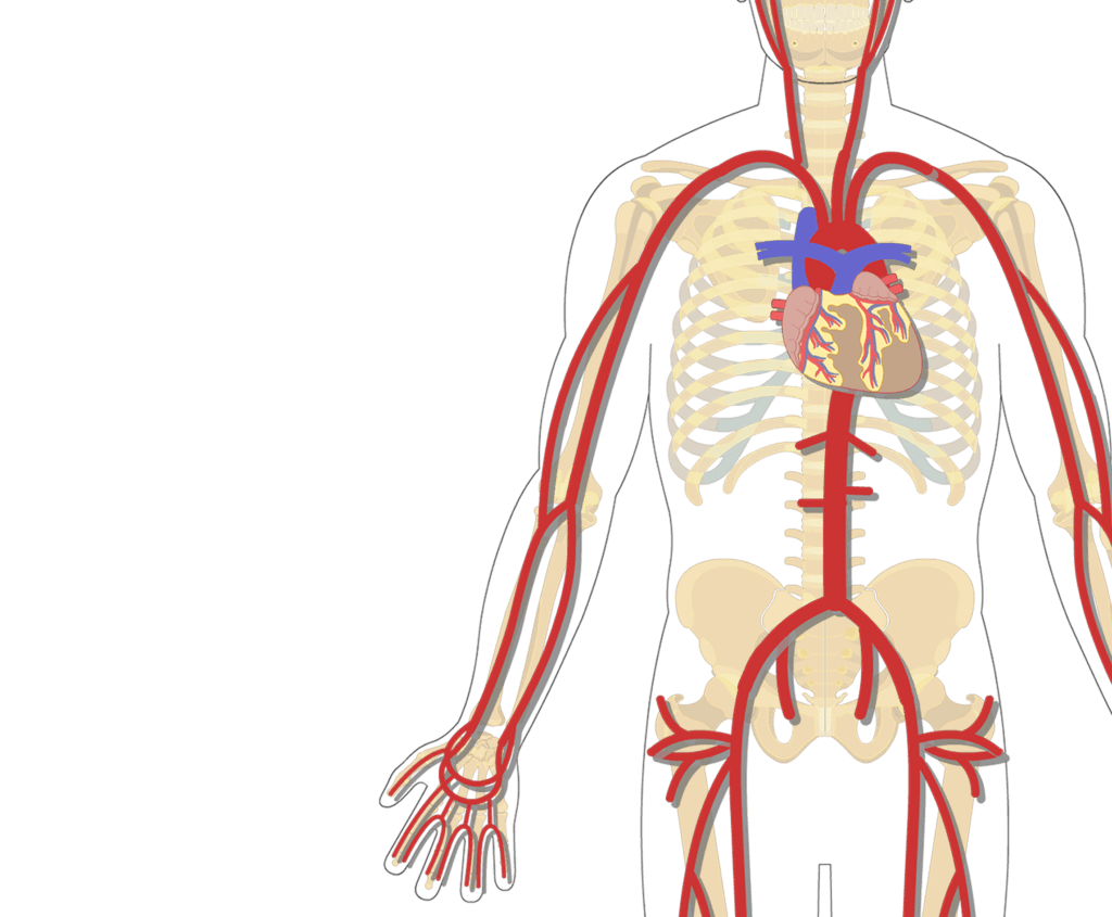 Major systemic arteries of the body