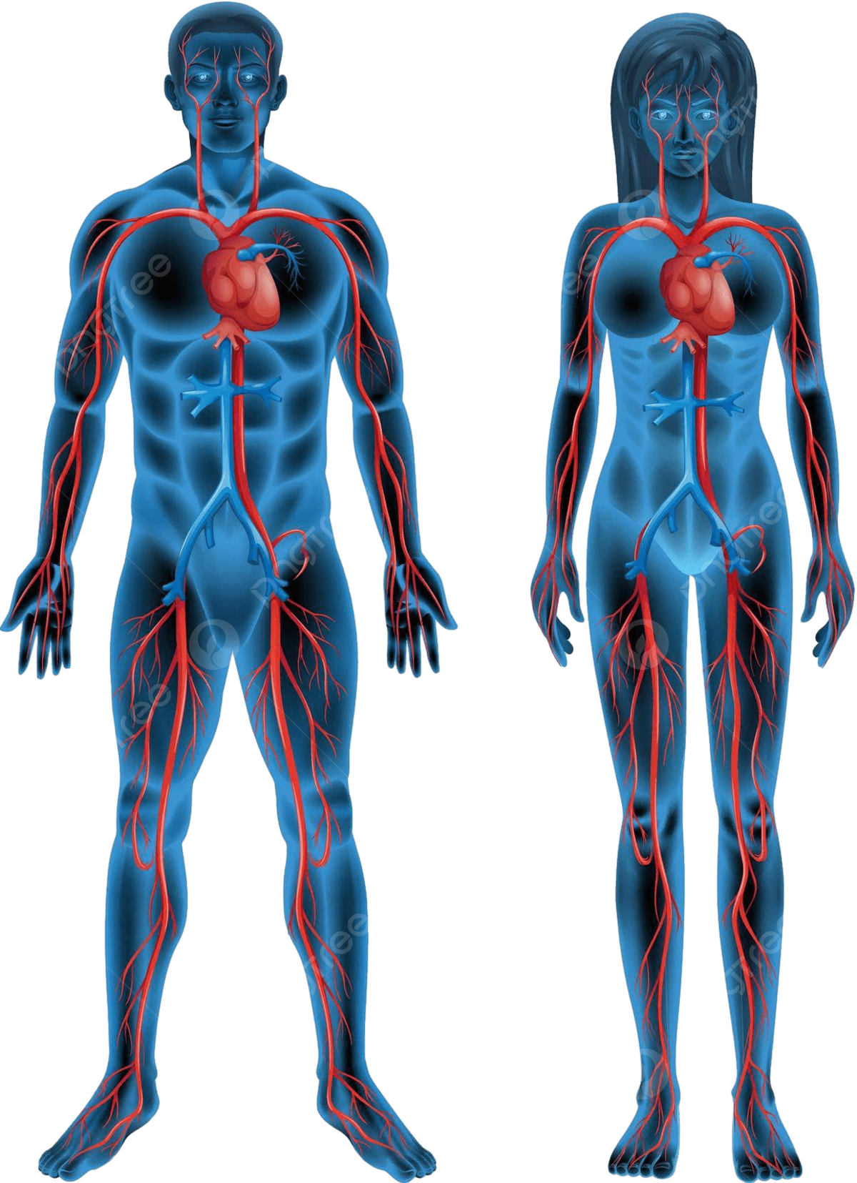 Circulatory system png transparent images free download vector files