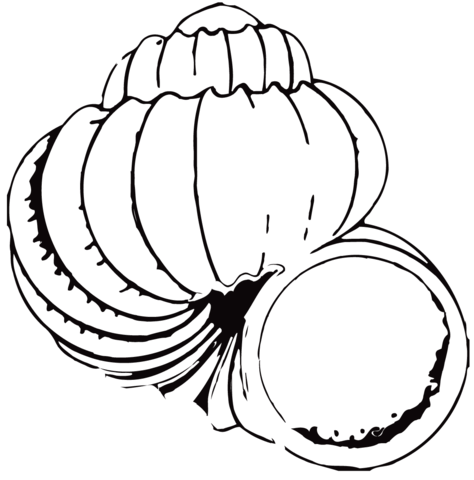 Shell coloring page free printable coloring pages