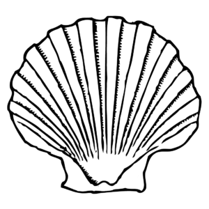 Scallop coloring pages printable for free download