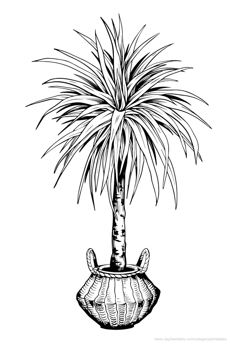 Houseplants coloring page yucca tree and fun ideas for using it