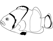 Clown anemonefish coloring page free printable coloring pages