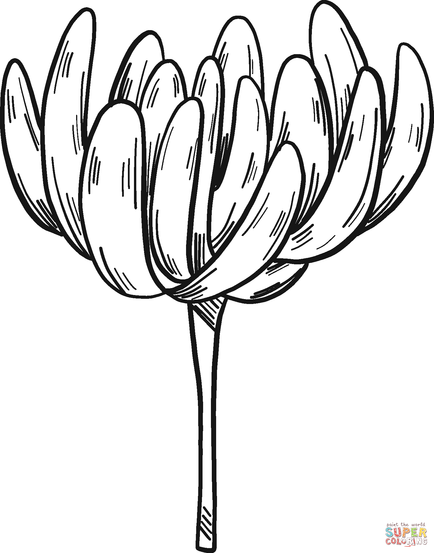 Clover flower coloring page free printable coloring pages