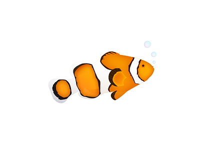 Browse thousands of ocellaris clownfish images for design inspiration