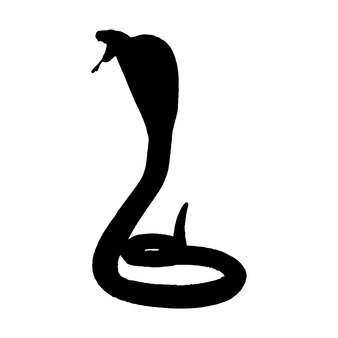 Page black king cobra images