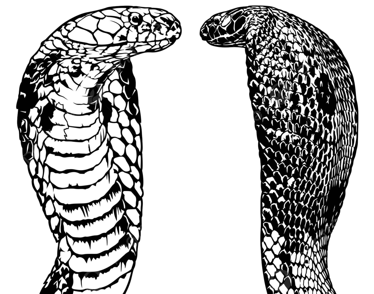 King cobra png transparent images free download vector files