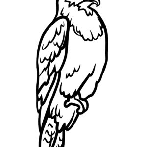 Hawks coloring pages printable for free download
