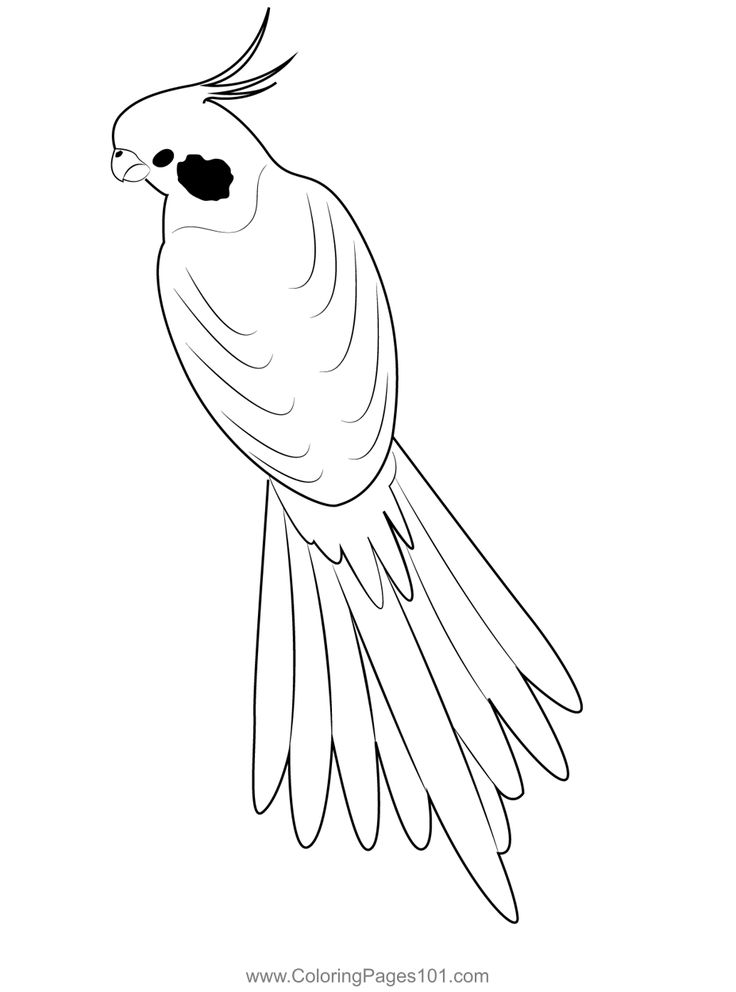 Male cockatiel coloring page cockatiel coloring pages color