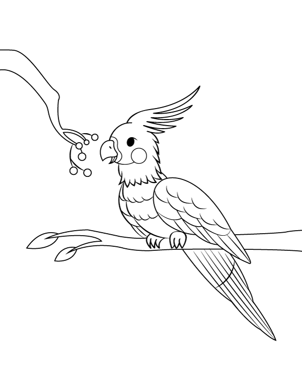 Printable cute cockatiel coloring page
