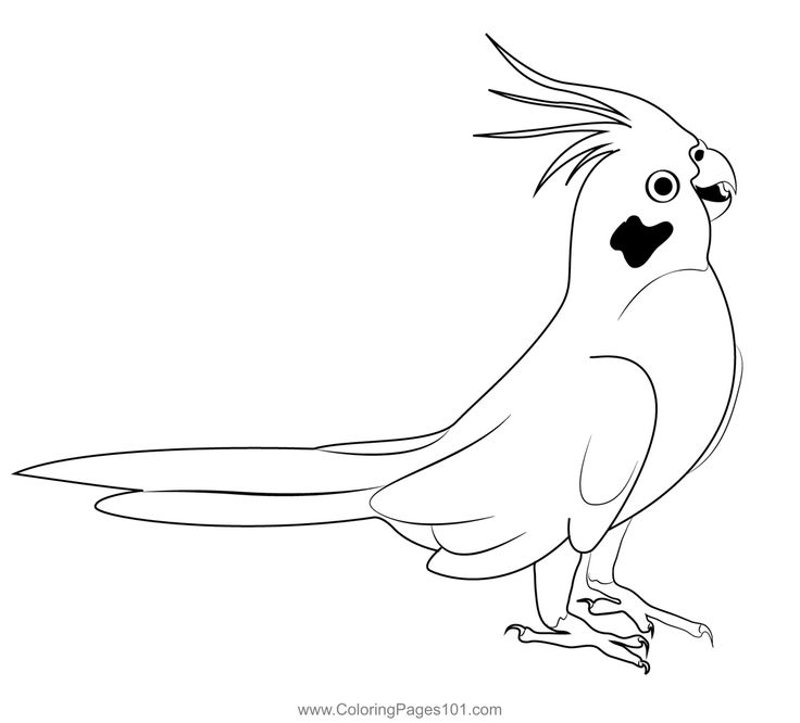 Singing cockatiel coloring page coloring pages cockatiel coloring pages for kids