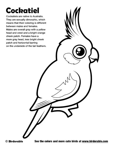 Cockatiel coloring page by