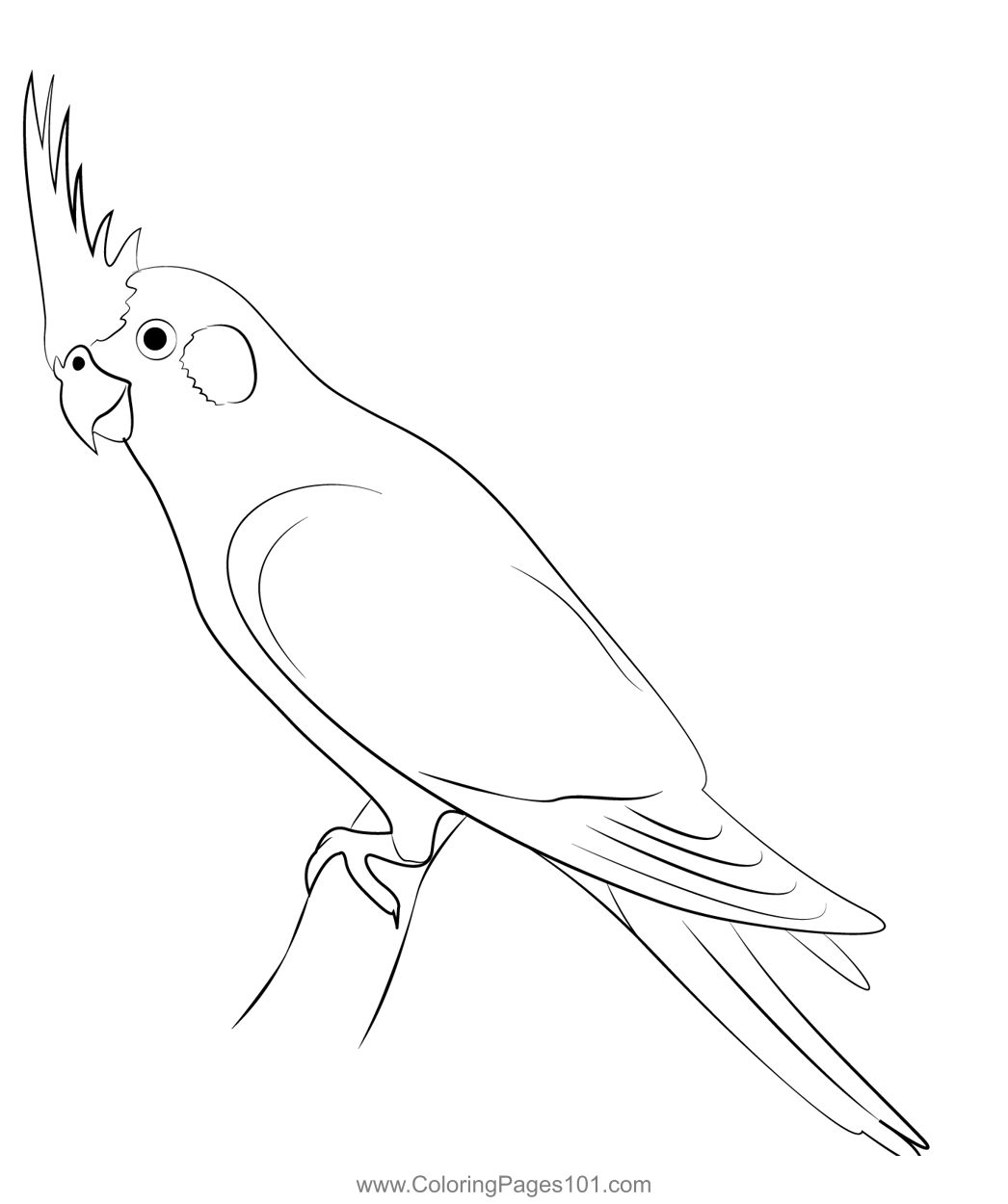 A cute cockatiel coloring page coloring pages cockatiel color