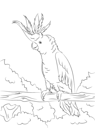 Yellow crested cockatoo coloring page supercoloring bird coloring pages bird drawings animal coloring pages