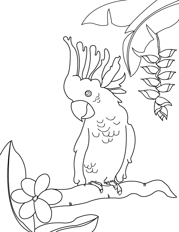 Printable cockatoo coloring page