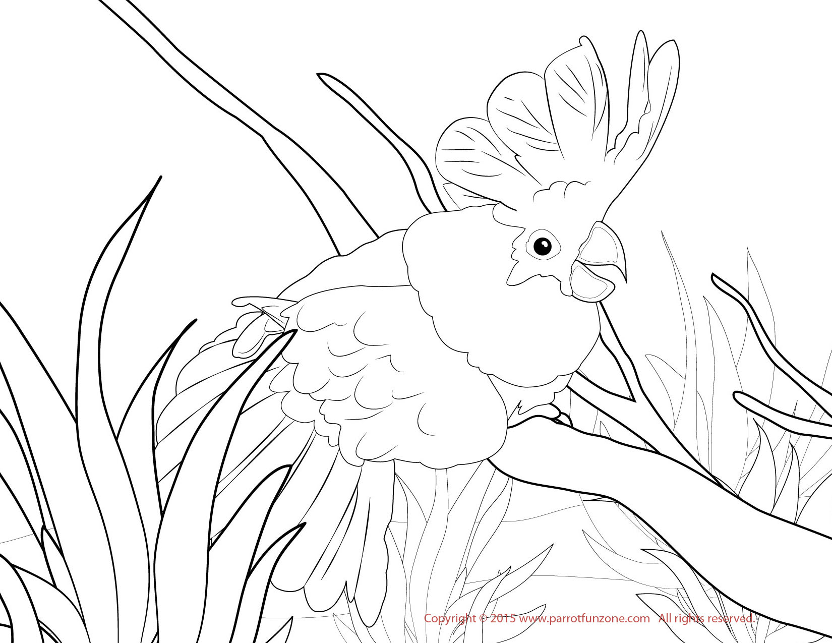 Umbrella cockatoo coloring page
