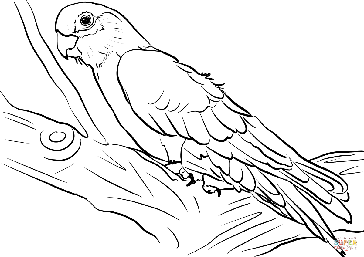 Galah cockatoo coloring page free printable coloring pages
