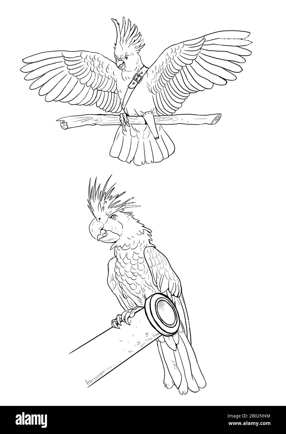 Palm cockatoo and sulphur crested cockatoo pirate coloring page funny outline clipart illustration coloring sheet stock photo