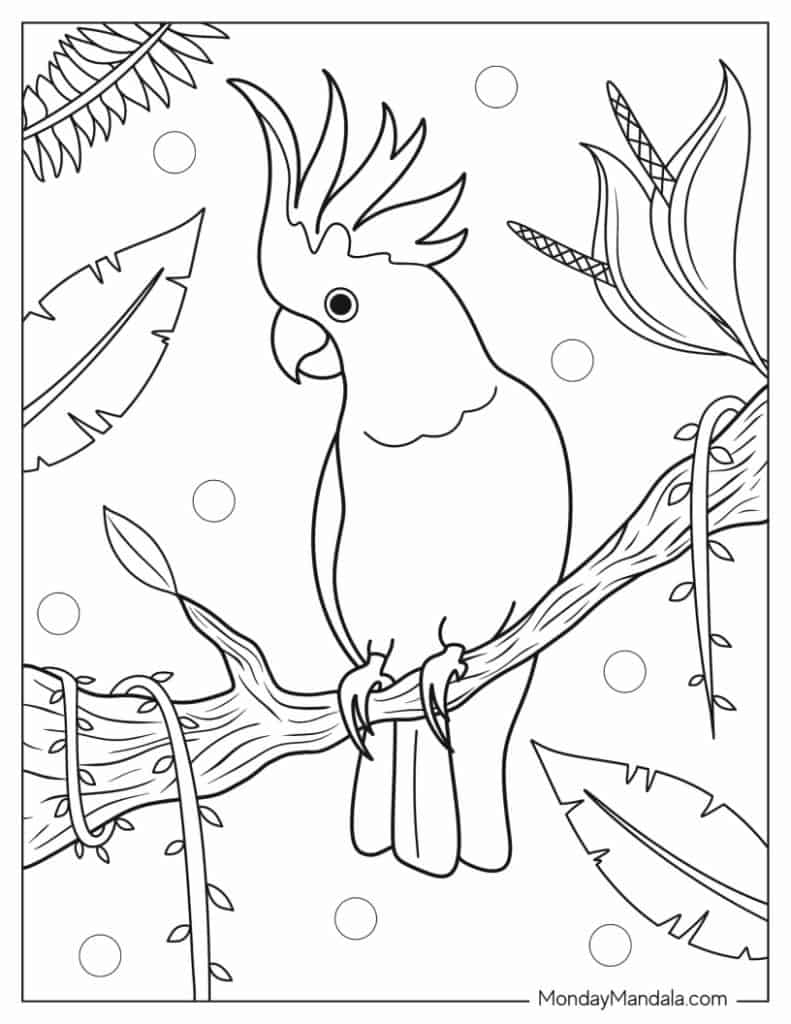 Parrot coloring pages free pdf printables