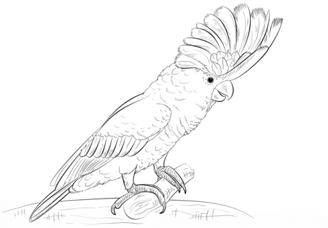 Cockatoos coloring pages free coloring pages