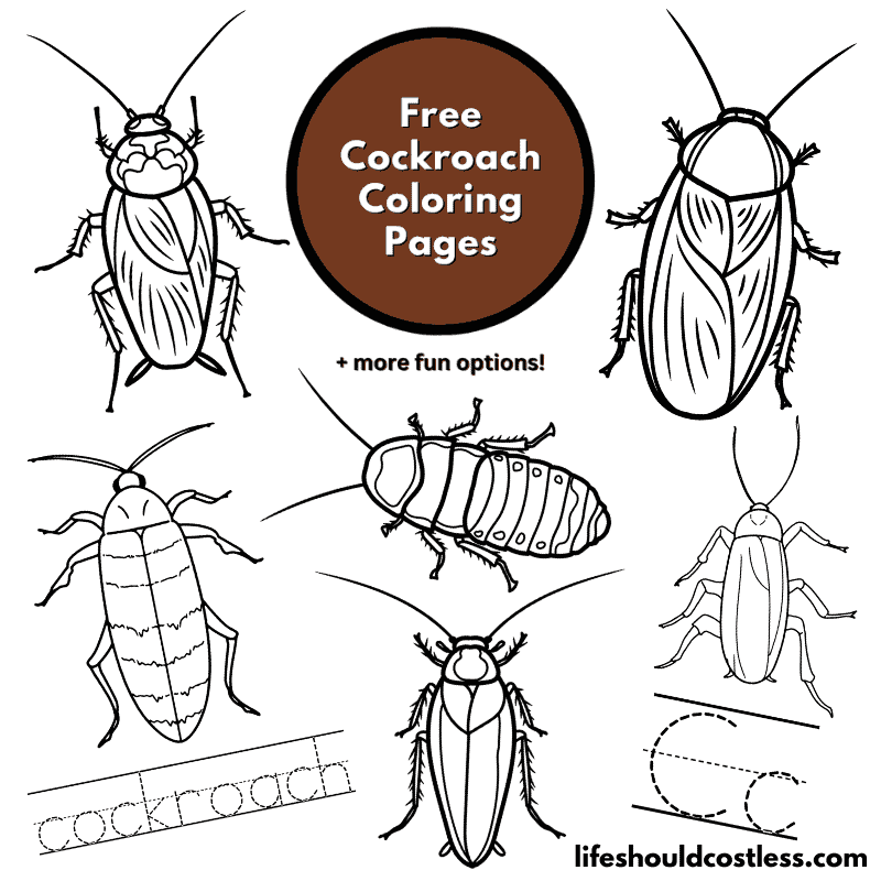 Cockroach coloring pages free printable pdf templates