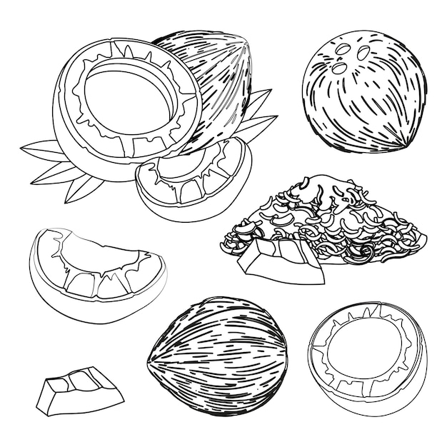 Premium vector coconut isolates set line drawing coconut icon coconut milk