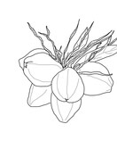 Coconut coloring pages free coloring pages