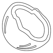 Coconut coloring pages free coloring pages