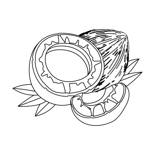 Coconut milk stock illustrations royalty