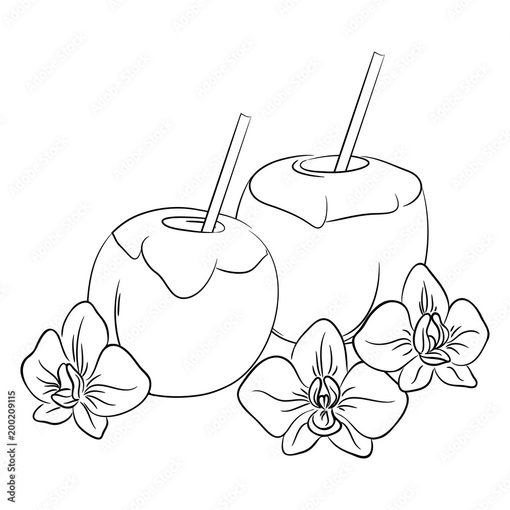 Vector contour coconut milk drink cocktail and exotic orchid flowers coloring page vector
