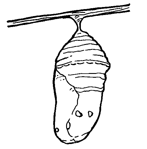 The childrens butterfly site butterfly cocoon butterfly pupa butterfly chrysalis