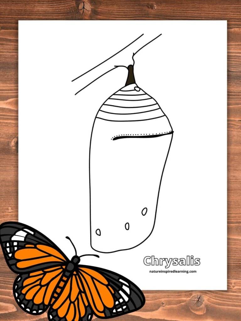 Caterpillar coloring pages for kids